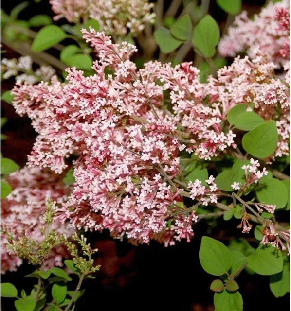 Duftender Zwergflieder Syringa Tinkerbelle von BAILEY Nurseries in Pink, Höhe: 30-40 cm - Bild 1