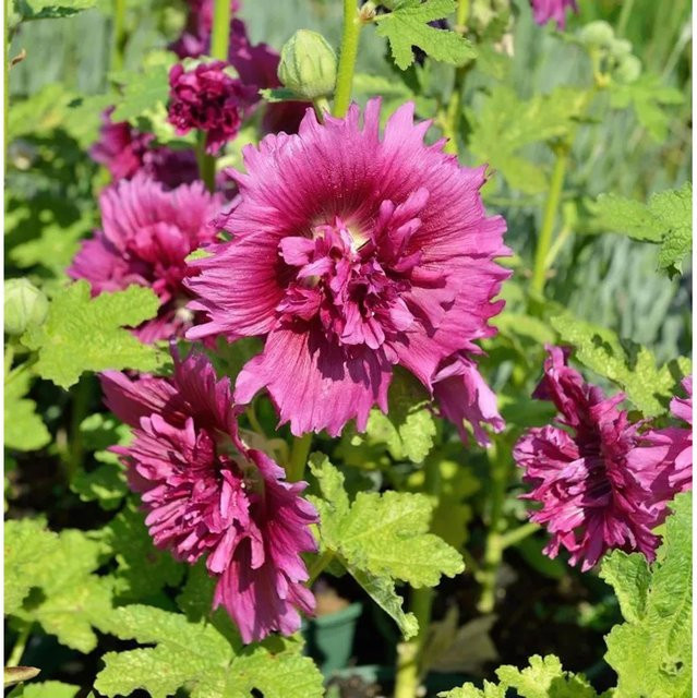 Purpur Stockrose Alcea rosea als mehrjährige Staude in Topf, Farbe: Purpur - Bild 1
