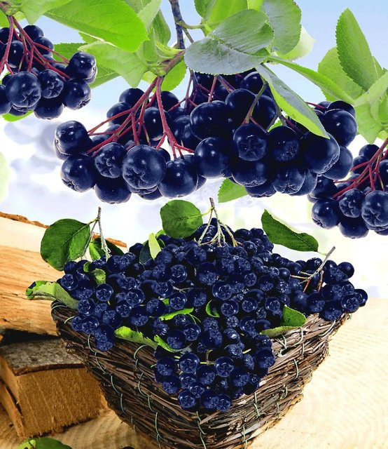 Vitaminbeere Aronia Viking - Bild 1