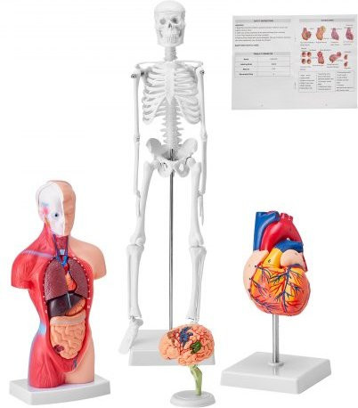 VEVOR Menschliche Anatomiemodelle, 4-teiliges Set - Bild 1