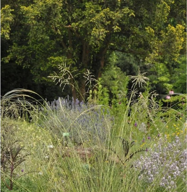 Blaues Liebesgras Eragrostis elliottii als blaue Staude für dein Staudenbeet oder als Gartenelement an Gewässern - Bild 1