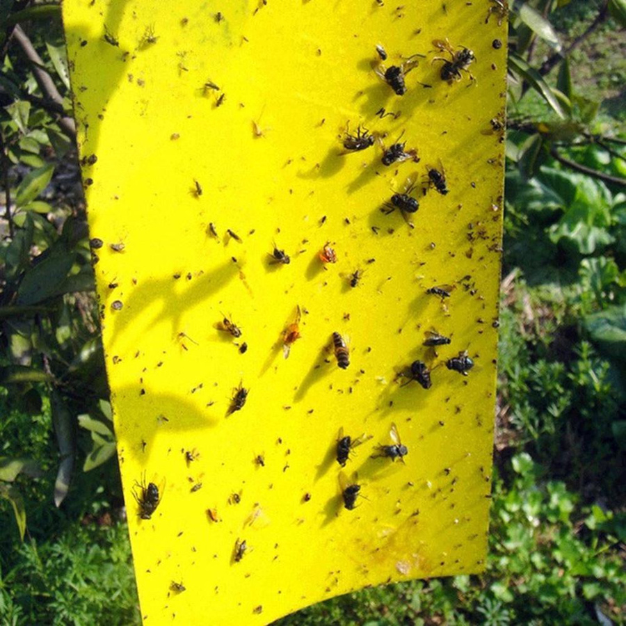 Gelbe klebrige Fliegenfallen zur Bekämpfung von Insekten, Blattläusen und Schädlingen, 10 Stück - Bild 3