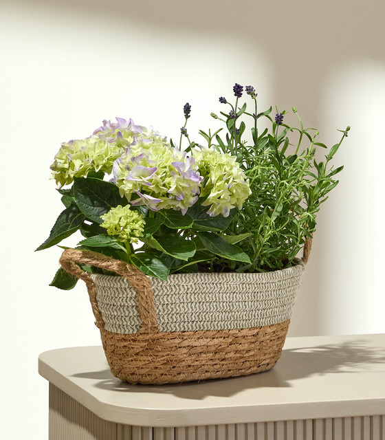 BLUME2000 Lavandula Lavendel Strauch in Blau und Multicolour für den Garten und Außenbereich - Bild 1