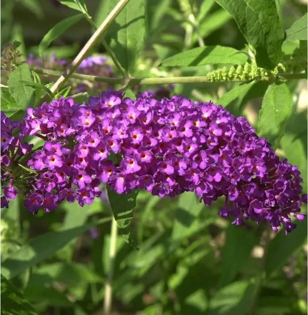 Zwerg Sommerflieder Buddleja Purple Chip in Lila für den Garten - Bild 1