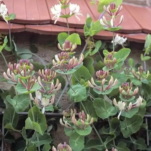 Lonicera caprifolium Schlingstrauch von Nr-01.de in Gelb und Weiß, Höhe: 125-150 cm - Bild 1