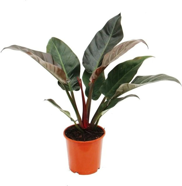 Exotenherz Philodendron Imperial Red Zimmerpflanze im 19 cm Topf - Bild 1