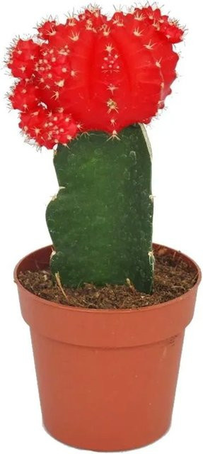 Exotenherz Gymnocalycium mihanovichii friedrichii Rubra Erdbeerkaktus in Topf - Bild 1