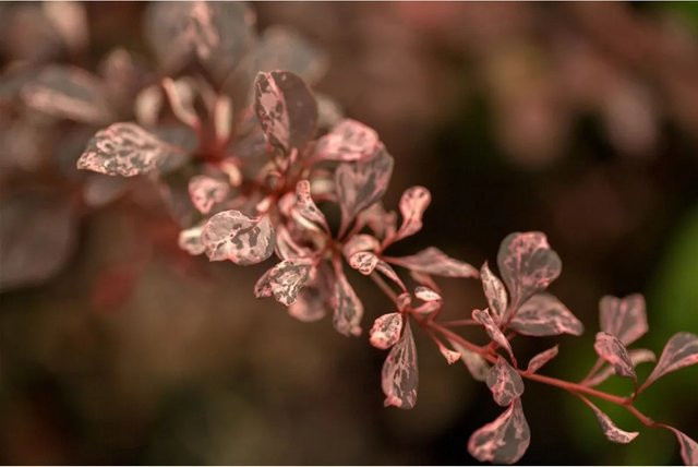 Berberis Thunbergii Harlequin Berberitze mit buntem Laub als Zierstrauch für den Garten und Außenbereich, mehrfarbig, 30–40 cm - Bild 1