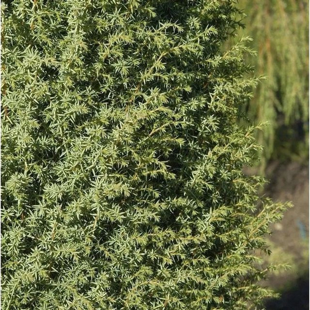 Säulenwacholder Juniperus communis von Steinhäuser für deinen Garten, Höhe: 60-80 cm - Bild 1