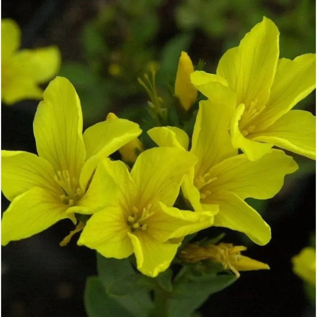 Goldflachs Linum flavum gelbe Staude für deinen Garten - Bild 1