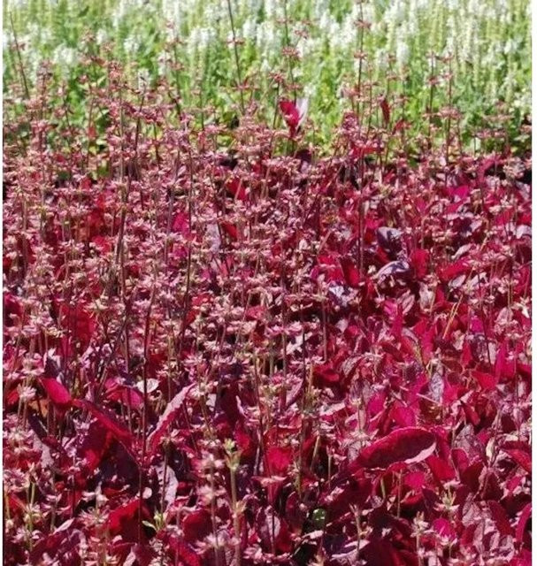 Indianischer Heilsalbei Purple Knockout Salvia lyrata in lila Farbe - Bild 1