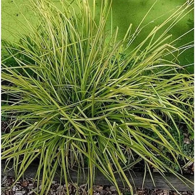 Carex elata Steife Segge Bowles Golden - Mehrjährige Pflanze in Gold und Grün - Bild 1