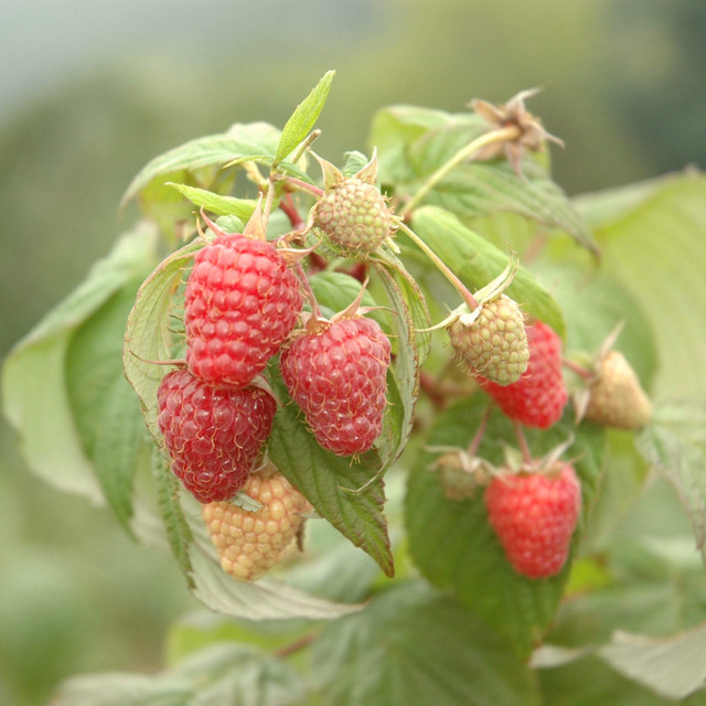 BIO Himbeere Schönemann Rubus idaeus Strauch von BLUME2000 - Bild 1
