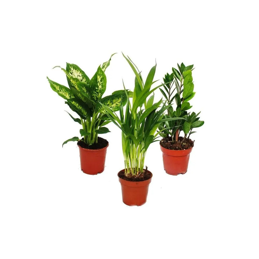 Exotenherz Zimmerpflanzen Mix 3er Set in Grün mit Dieffenbachia, Arecapalme, Chrysalidorpus und Zamiopalme (Zamioculcas) im 10-12 cm Topf - Bild 2