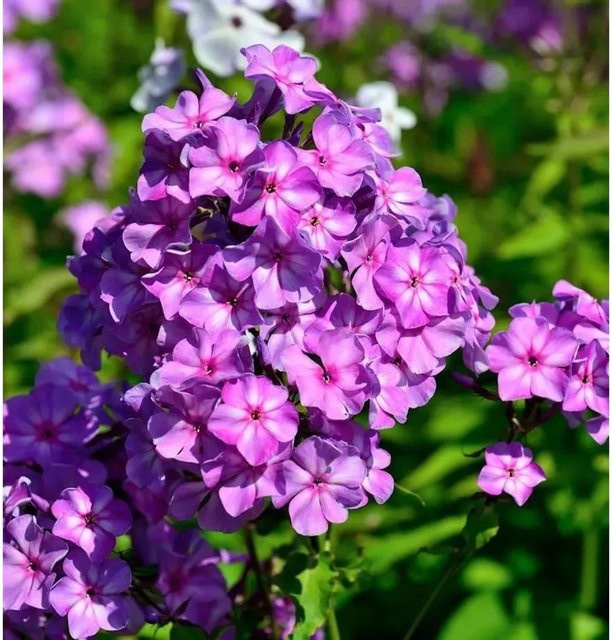 Hohe Flammenblume Amethyst Phlox paniculata lila Beetpflanze und Schnittblume von Nr-01.de - Bild 1