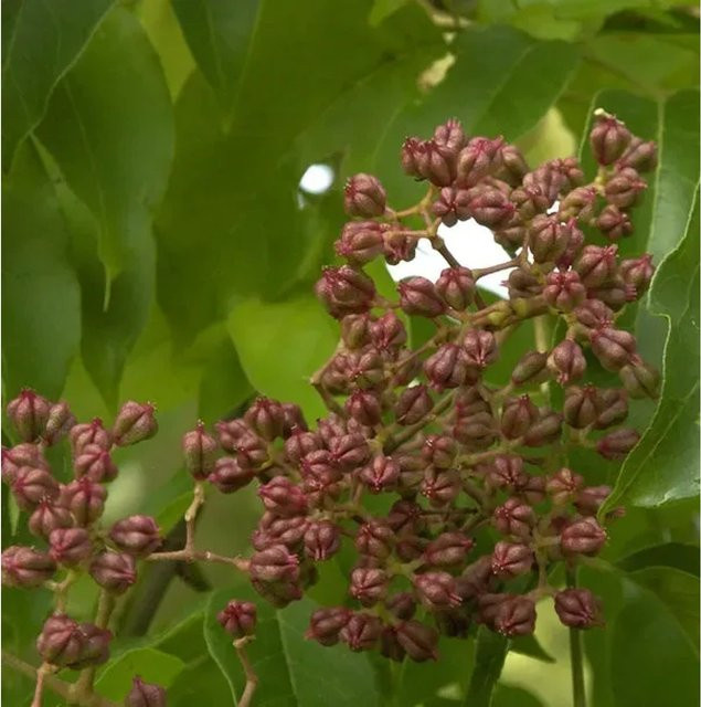 Tetradium daniellii Bienenbaum Samthaarige Stinkesche 125-150 cm - Bild 1