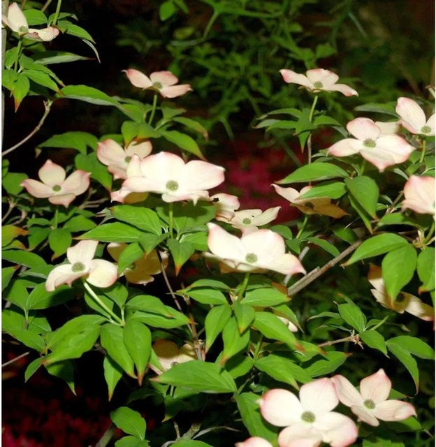 Cornus kousa Hartriegel Blooming Pink Tetra als Zierstrauch für deinen Garten, Höhe: 40-60 cm - Bild 1