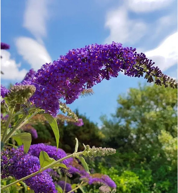 Zwerg Hänge Sommerflieder Little Purple Buddleja in Lila, Höhe: 25-30 cm - Bild 1