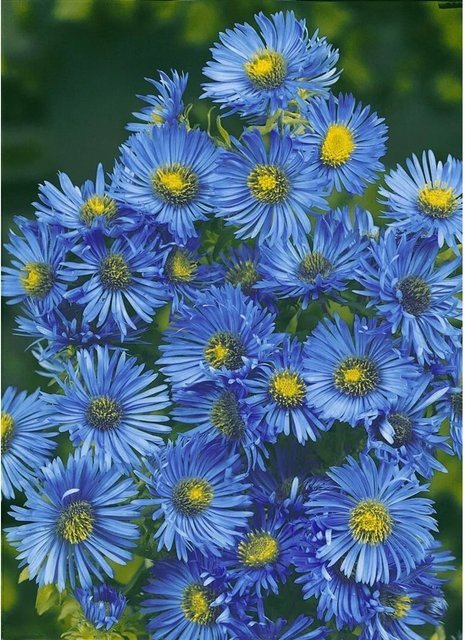 Aster novae-angliae Barr's Blue Raublattaster von Pflanzen für dich im Topf (11x11 cm) - Bild 1
