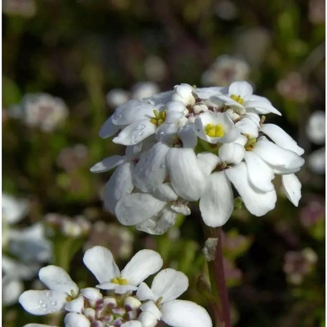 Iberis saxatile Schleifenblume in Weiß von Nr-01.de als mehrjährige Gartenpflanze für Steingärten und Beeteinfassungen - Bild 1