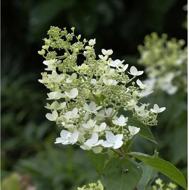 Rispenhortensie Unique Hydrangea paniculata weiß, Höhe: 80-100 cm - Bild 1