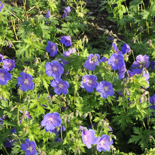 BIO Himalaya-Storchschnabel Geranium himalayense von BLUME2000, 3 Stück - Bild 1