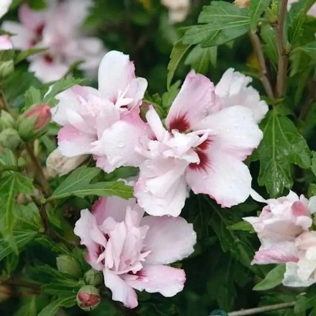 Garteneibisch Hibiscus Lady Stanley in Rosa, Weiß und Pink, Höhe: 60-80 cm - Bild 1