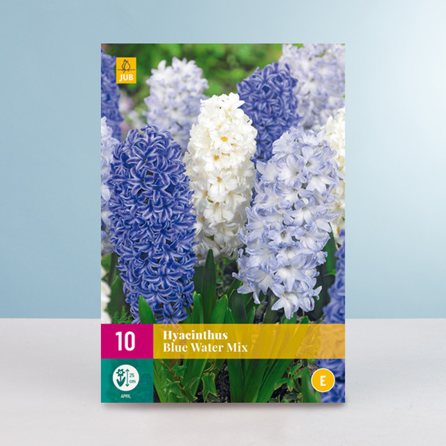 Hyazinthen Blue Water Mix von BLUME2000, 10 Blumenzwiebeln - Bild 1
