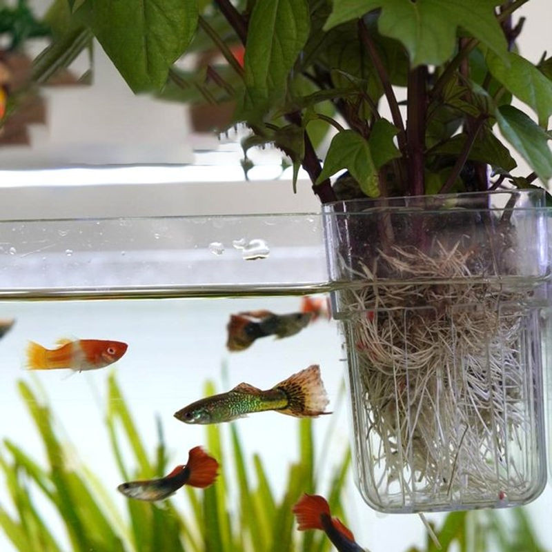 Transparenter hydroponischer Pflanzbecher aus Kunststoff zur Wandmontage für Aquarien und Heimgebrauch - Bild 1