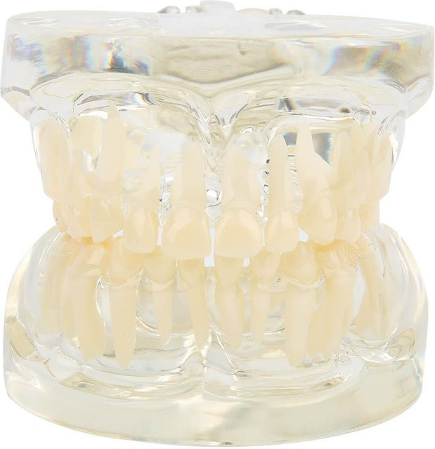 Fishine Milchzahnmodell, beige - Bild 1