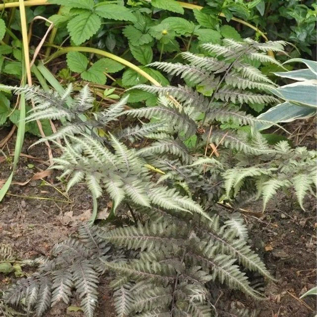 Regenbogenfarn Athyrium niponicum Silver Falls im Topf - Bild 1