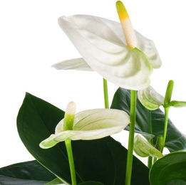 Flamingoblume Sierra White in Weiß - Bild 1