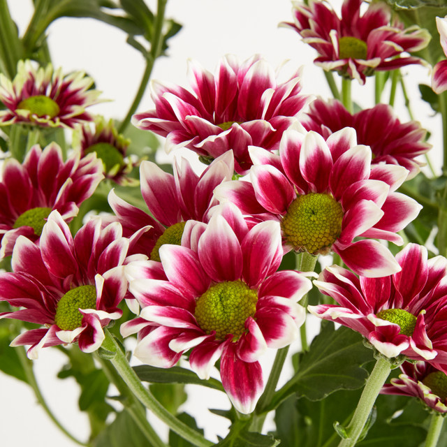 Blume2000 Arrangement Chrysanthemen Eucalyptus Purple - Bild 1