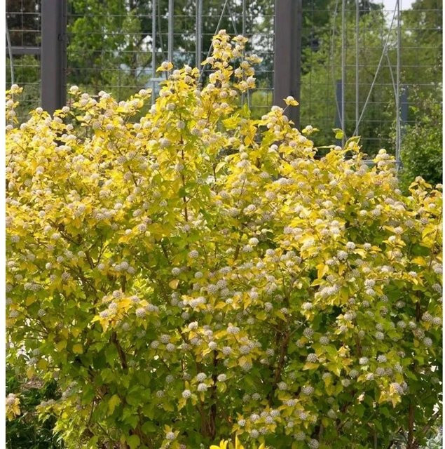 Physocarpus opulifolius Blasenspiere Rasberry Lemonade Strauch mit weiß und korallroten Blüten von Nr-01.de - Bild 1