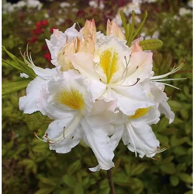 Azalee Schneegold Rhododendron luteum Alpenrose von Nr-01.de - Bild 1