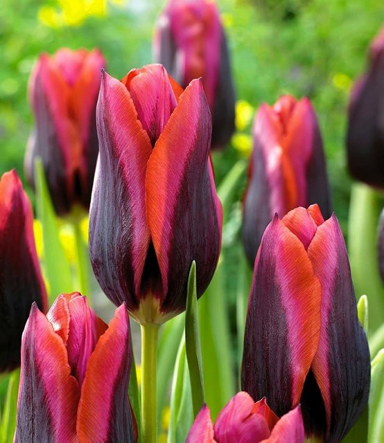 Tulpe Slawa - Bild 1