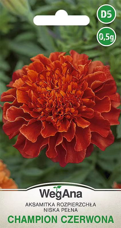 Tagetes Scatter Champion Red Samen WegAna-Low-Sorte, 0,5 g, rote Blumen für Töpfe, Blumenbeete und Balkone - Bild 2