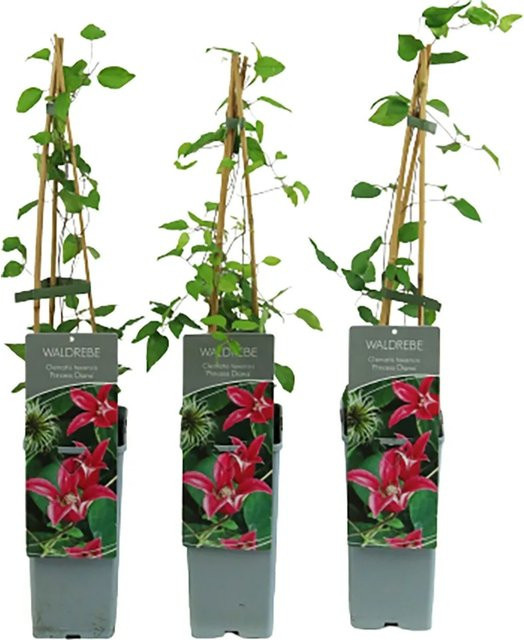 GROW by OBI Clematis texensis Texas-Waldrebe Princess Diana Kletterpflanze Höhe: 40-60 cm - Bild 1