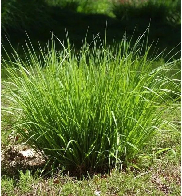 Pfeifengras Heidebraut Molinia caerulea als mehrjährige Zierstaude in Grün und Goldgelb - Bild 1
