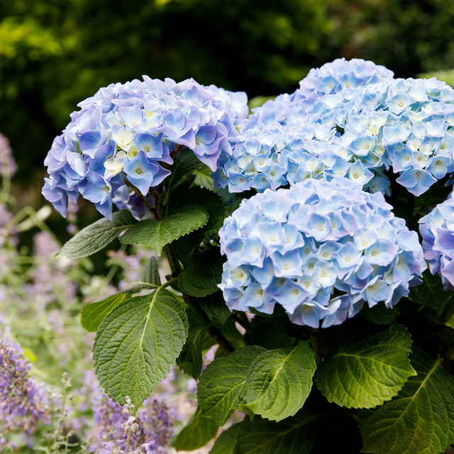 Bauernhortensie Forever & Ever® Blau als Zierstrauch für Garten und Balkon - Bild 1