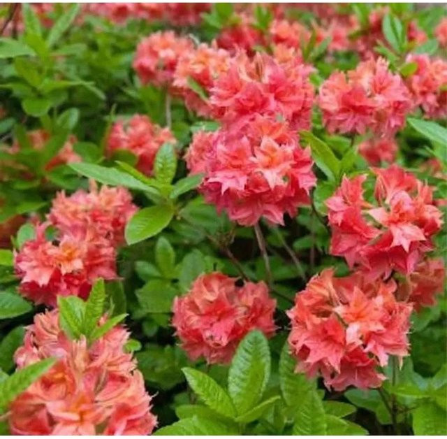 Rhododendron luteum Azalee Alpenrose als Zierstrauch für den Garten, Höhe: 40-50 cm - Bild 1