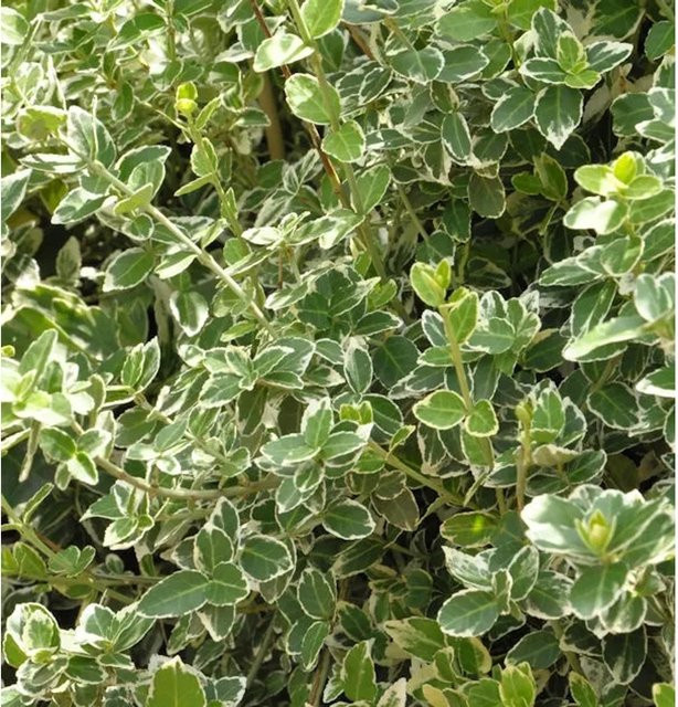 Euonymus fortunei Kriechspindel Emerald Gaiety Weißbunt Bodendecker Höhe: 20-30 cm - Bild 1