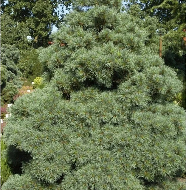 Zwergseidenkiefer Macopin Pinus strobus für deinen Garten, grün, Höhe: 35 cm - Bild 1