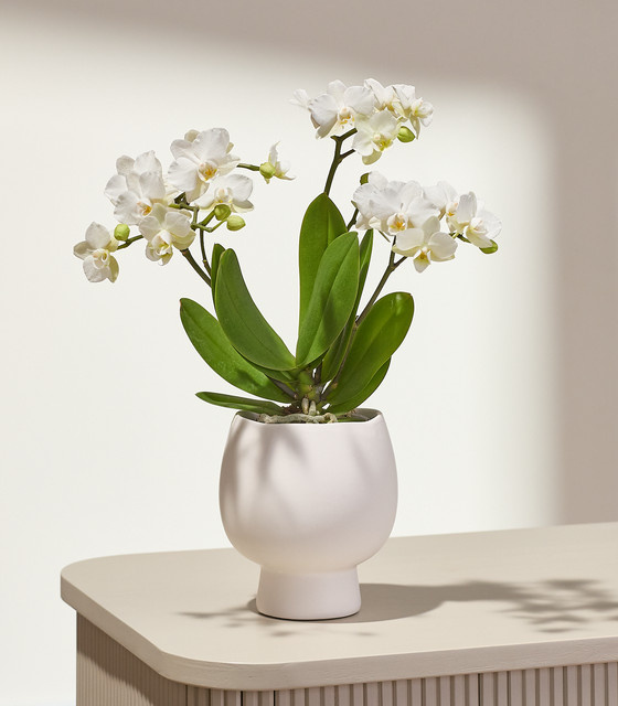 Blume2000 Phalaenopsis Orchidee in weißem Keramiktopf für den Innenbereich - Bild 1