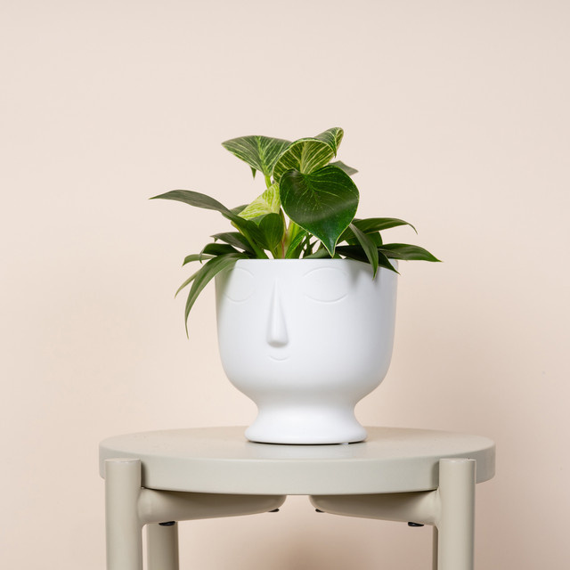 Keramik Übertopf Gesicht von Green Living in Weiß, Tischtopf, Höhe: 15,0 cm, Breite: 14,5 cm, Tiefe: 14,5 cm - Bild 1
