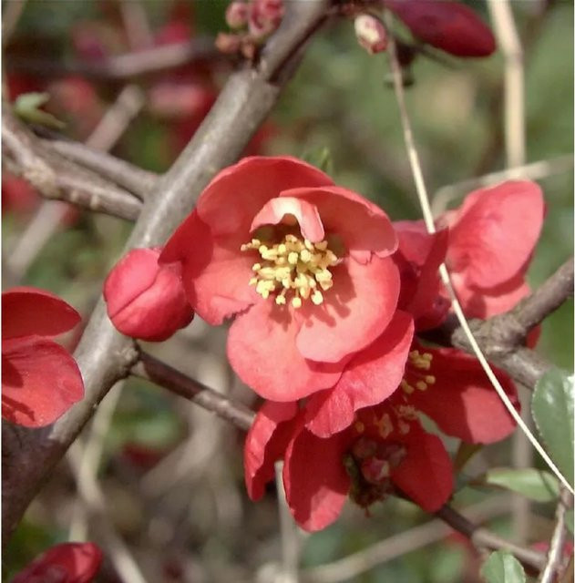 Zierquitte Texas Scarlet Chaenomeles japonica rote Heckenpflanze 40-60 cm - Bild 1