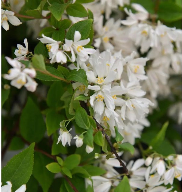 Deutzia scabra Maiblumenstrauch Yuki Cherry Blossom in Pink und Weiß, Höhe: 40-50 cm - Bild 1