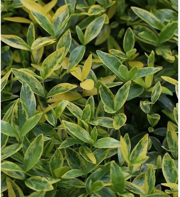Kleinblättriges Immergrün Variegata Vinca minor als wintergrüne Gartenpflanze in Grün - Bild 1