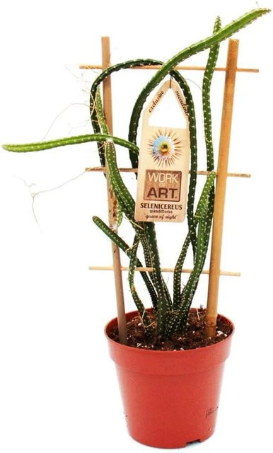 Exotenherz Königin der Nacht Selenicereus Grandiflorus Kaktus als Kletterpflanze im 12 cm Topf - Bild 1