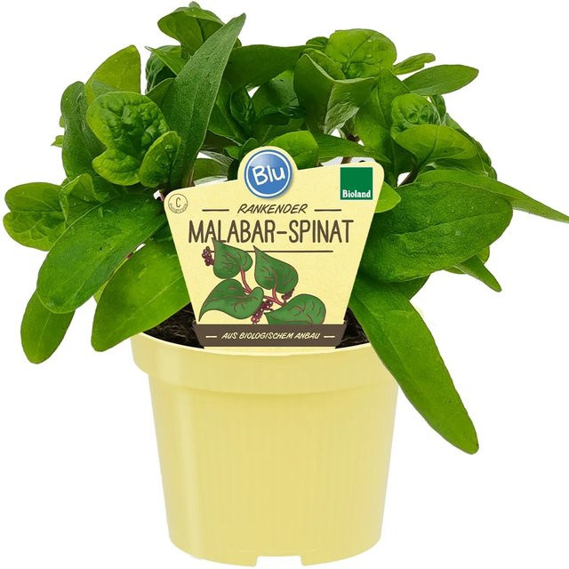 Blu Bio Malabar-Spinat Rubra Topf-Ø ca. 12 cm - Bild 1